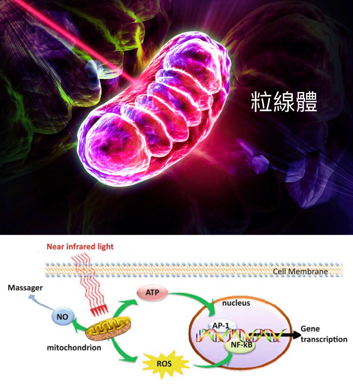 Dr Liu Blog-g8_b